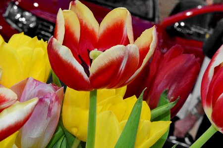 Spring bouquet tulip