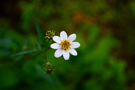 Vegetation wild flower loolecondera