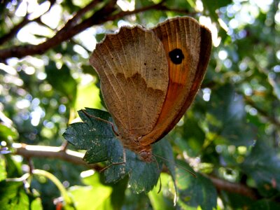 Large butterfly
