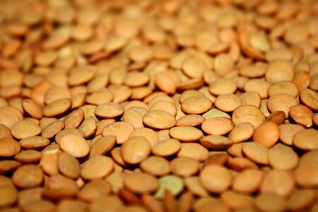 Diet food seed