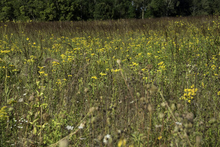 Tall Grasses at Cherokee Marsh photo