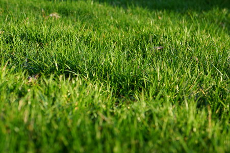 spring grass in sun light photo