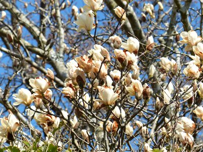 White spring nature