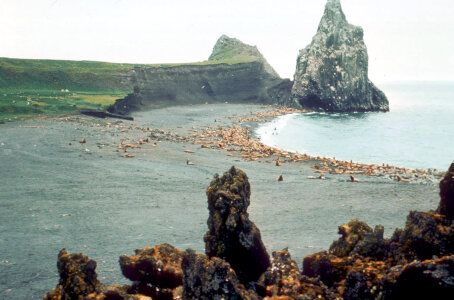 Sea Lions at Haulout-2 photo