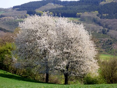 Spring tree luxembourg