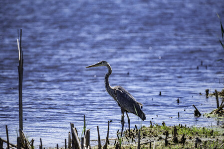 Blue Heron standing fishing on the shore photo