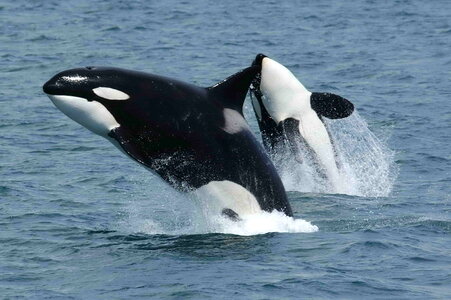 Killer Whales Orcas Jumping photo