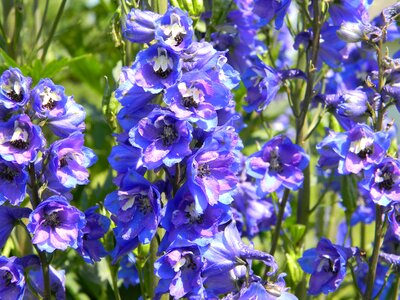 Flower blue flowers blue