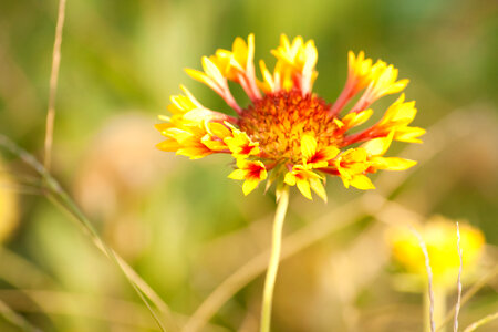 Blooming Yellow Flower photo