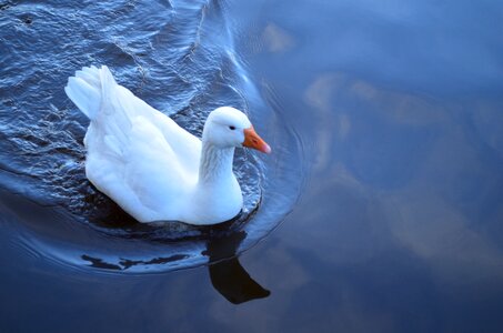 Background animal macro