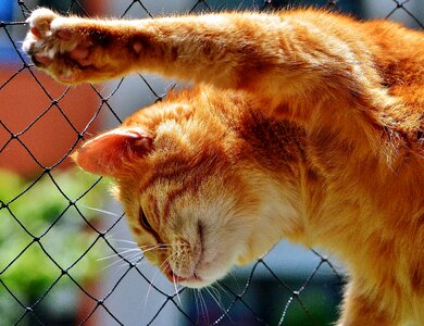 Animal cat fence
