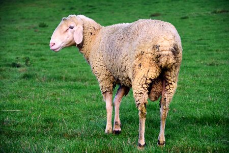 Agriculture animal daylight