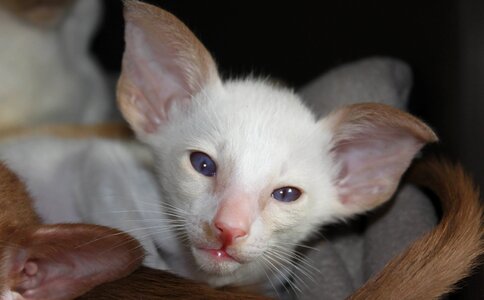 Adorable animal cat