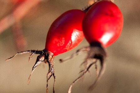 Red wild rose nature