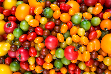 Colorful variety of tomatoes photo