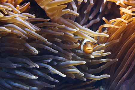 Creature underwater invertebrates