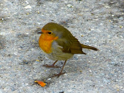 Erithacus rubecula beautiful pretty