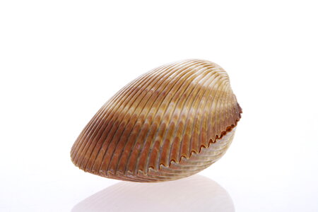 Seashell photo