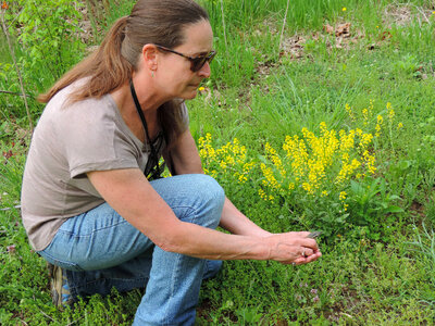 Releasing a Red-eyed Vireo