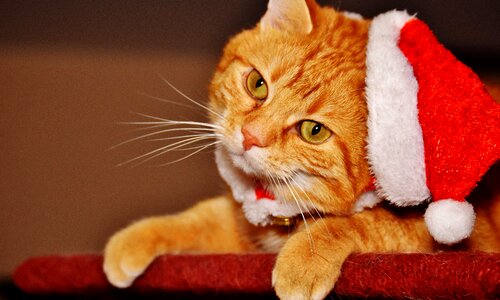 Animal cat claw
