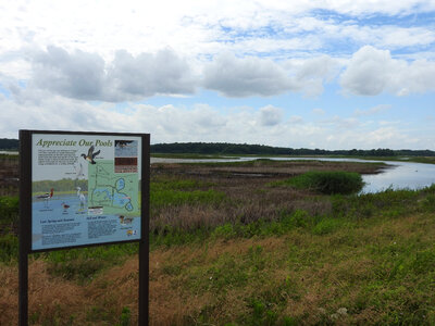 Appreciate Our Pools interpretive sign in wetland photo