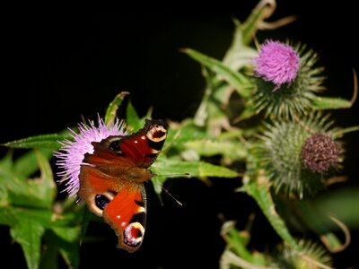 Butterfly background spring wing photo