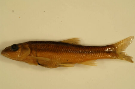 Nocomis platyrhynchus-2