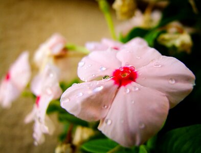 Water droplets nature detail