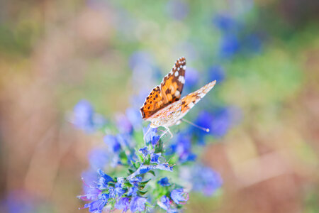 Butterfly on the flower photo