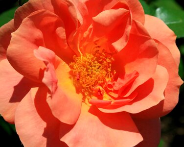 Beautiful beautiful flowers biology