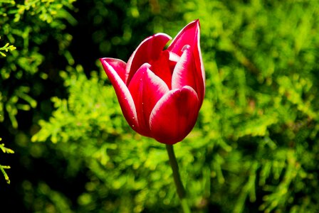 Flower red tulip petals photo