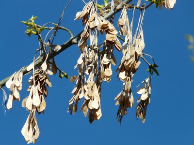 Tree engine branch