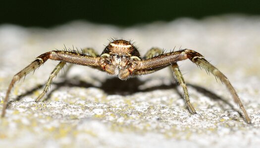 Nature arachnida spider photo