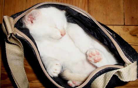 Animals kitty white