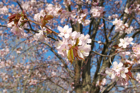 25 Cherry tree