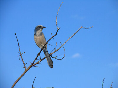 Florida scrub-jay photo