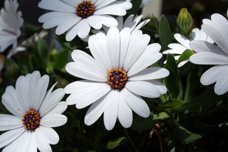 Blossom flower nature