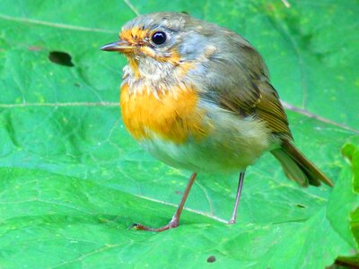 Young animal erithacus rubecula photo