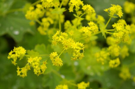 Garden blossom bloom photo