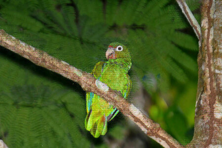 Puerto Rican parrot-1