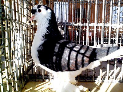 Black black and white dove