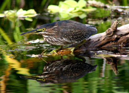 Green Heron in the Marshes, Big Cypress National Preserve photo