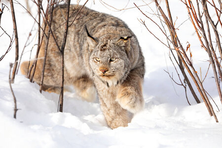 Collared female Canada lynx-2