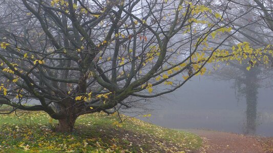 Leaf fall atmosphere branches