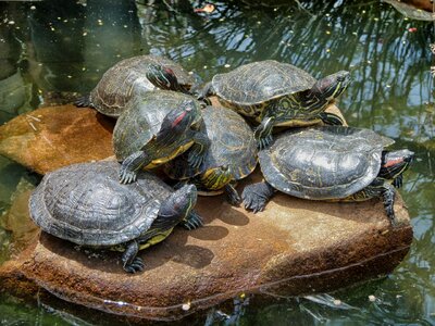 Water pond together