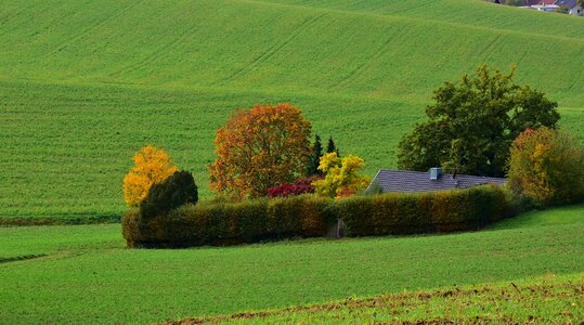 Golden october fall foliage leaves photo