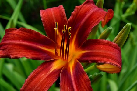 Nature flower lily