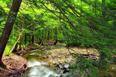 Creek ecology environment