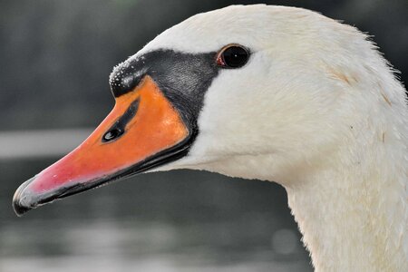 Beak detail eye photo