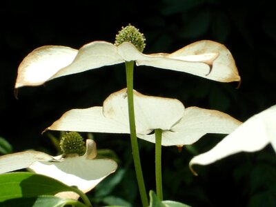 Cornus kousa dogwood greenhouse plant photo